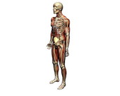 Musculoskeletal Body 6