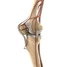 Knee Joint 3