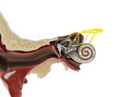 Inner Ear Anatomy 4