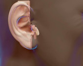 The internal structure of the ear