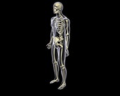 Skeletal System Body 2