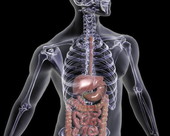 Digestive System X-ray Body 3
