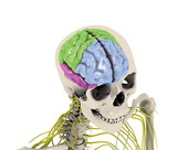 Brain Lobes Skull 1
