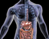 Digestive System X-ray Body 4