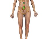 Female Skeletal System 1