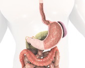 Digestive System Body 6