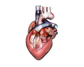 Heart Anatomy 3