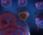 Merging HIV Cell
