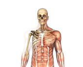 Musculoskeletal Body 2