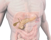 Pancreas Gallbladder Zoom 1