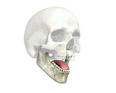 Skull Teeth