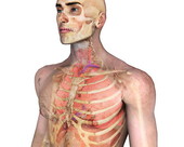 Respiratory System Body 2
