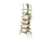 Spinal Section