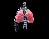 Respiratory System X-ray 8