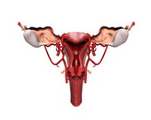 Female Organs Sectioned 1