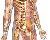 Musculoskeletal Body 3