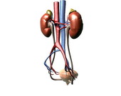 Renal System Anatomy 2