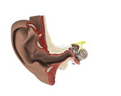 Inner Ear Anatomy 3