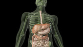 Digestive System X-Ray Body 1