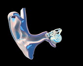 Inner Ear Anatomy 5