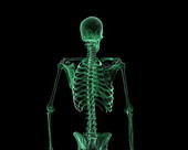 Skeletal System X-Ray 1