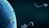 Ebola virus killing a cell, animation