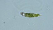 Euglena showing its flagellum, light microscopy