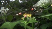 Tropical butterfly on flower