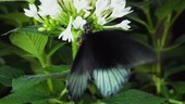 Tropical butterfly on flower