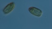 Pyramimonas algae, LM