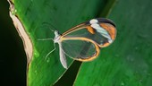 Glasswing butterfly on leaf