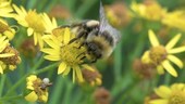 Bumblebee on ragwort