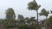 Palm trees in Typhoon Noul