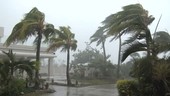 Palm trees in Typhoon Noul