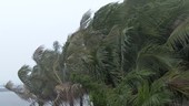 Palm trees during Typhoon Rammasun