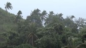 Trees during Typhoon Rammasun