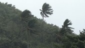 Palm trees during Typhoon Rammasun