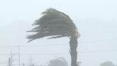 Palm tree during Typhoon Vongfong