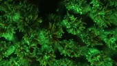 Fluorescent sea anemone