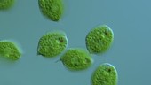 Phacus orbicularis algae, LM