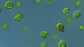 Haematococcus green algae, LM