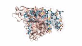 FOXO4 protein in complex with DNA, animation