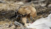 Tawny eagle scavenging on eland carcass