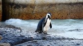 African penguin courtship ritual