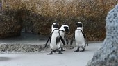 African penguin courtship dispute