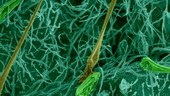 Nettle leaf surface Urtica dioica, SEM