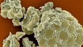 Baking flour containing starch grains, SEM