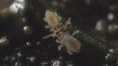 Globular springtails mating