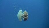White-spotted jellyfish, Thailand
