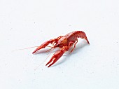 A cooked crayfish on a white background